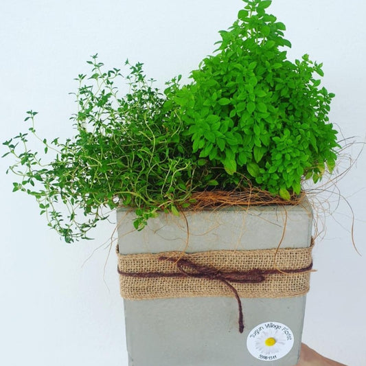 Mini Herb Garden